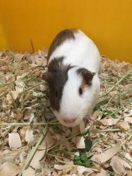 Rescue Guinea Pig Guinea Pigs for Adoption in San Diego, California - Sandringham ( Bonded To Windsora) | PetCurious